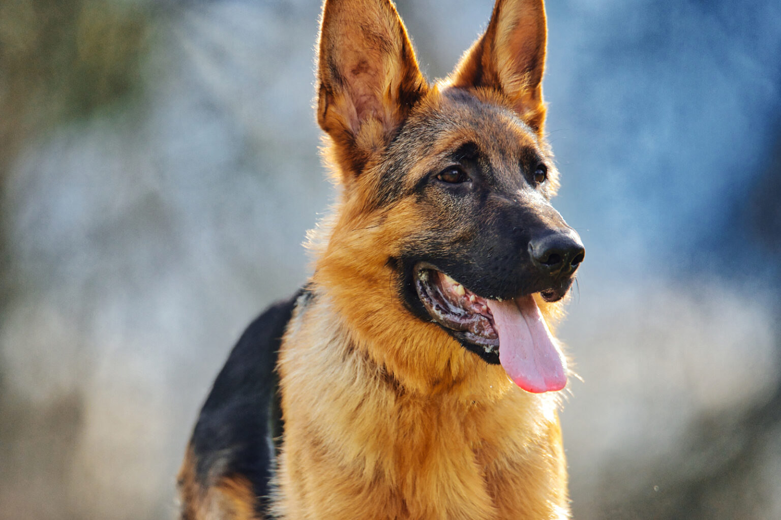 How to Help Your German Shepherd Puppy Grow Healthy Bones?