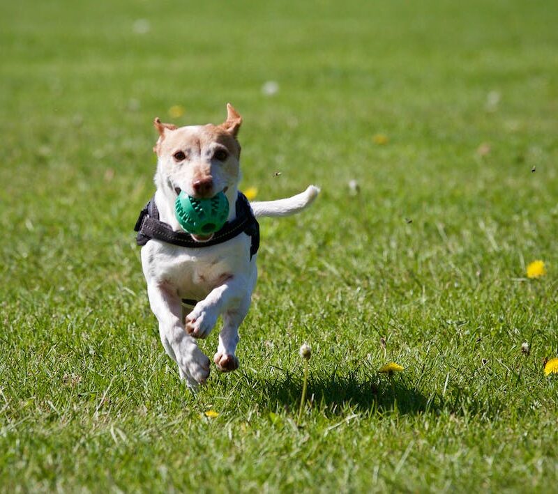 Free Dog Running on Grass Stock Photo