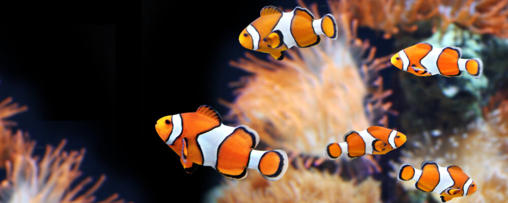 The Different Types of Clownfish to Consider for Your Aquarium