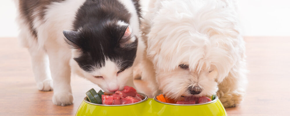Maintaining a Healthy Diet for Your Pet: A Comprehensive Guide