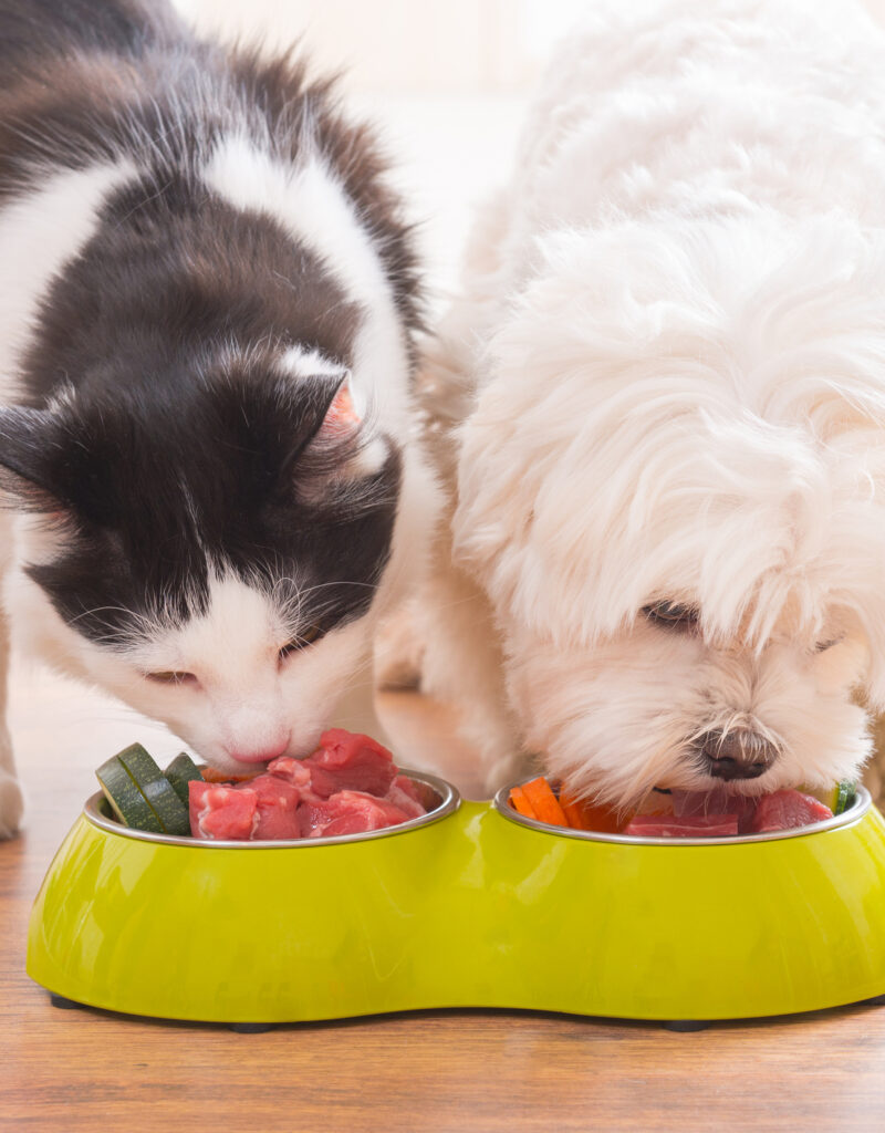 A cat and dog eating from a bowl Description automatically generated
