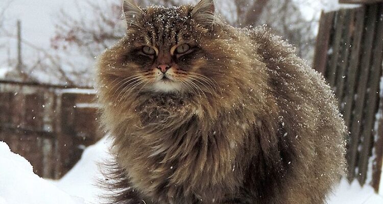 The Step-by-Step Guide to A Siberian Breed Cat Ownership