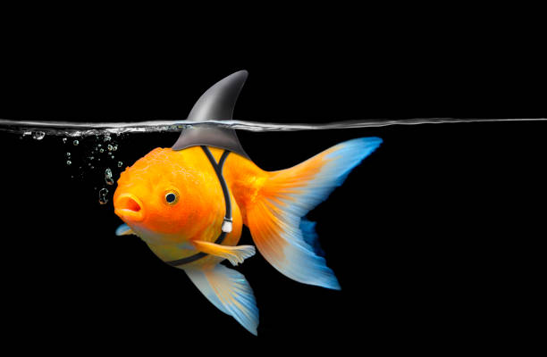 The Interesting World of Fancy Goldfish: A Beginner’s Guide