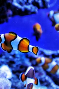A Beginner’s Guide to Marine Aquariums - Types, Tips & Popular Species.jpg