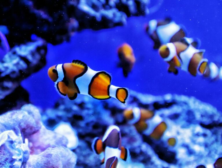 A Beginner’s Guide to Marine Aquariums - Types, Tips & Popular Species.jpg