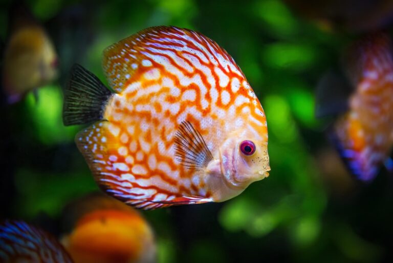 Why Renting an Aquarium is the Smart Choice for Offices, Healthcare Premises, and Schools.jpg
