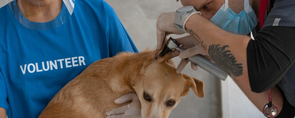 Heard Health Mobile Vet Practice Closure: What Pet Owners in Mesa, Arizona Need to Know
