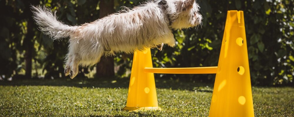 From Training to Trail Walks: The Best Dog Leads for Every Occasion