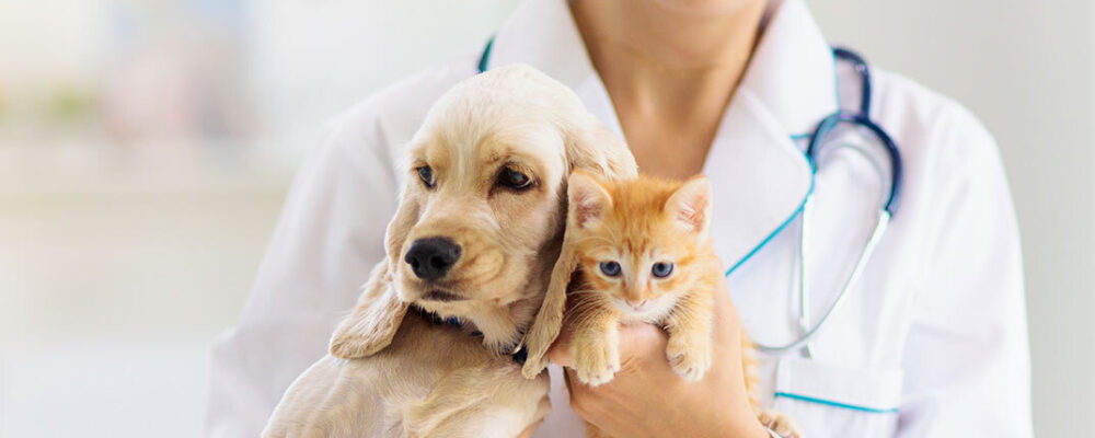 Pet Life Animal Fund: A Donor-Advised Fund Changing the Lives of Manitoba-Based Animal Charities and Rescue Shelters